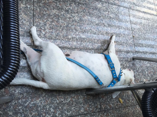 2015May Ginza26.jpg